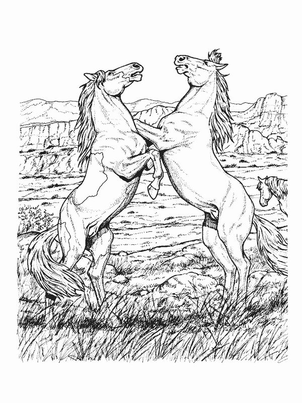 Wild Horse Coloring Pages 2 600x800 Wild Horse Coloring Pages 2