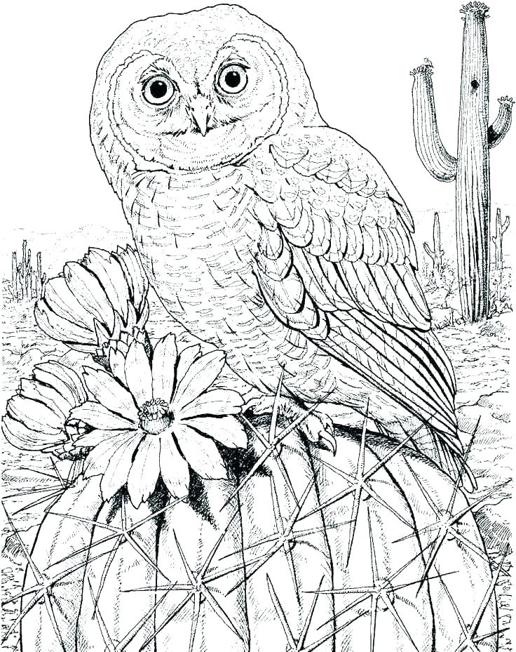 Owl Coloring Page Printable Owl Coloring Pages Free General Barn 736x929 Owl Coloring Page Printable Owl Coloring Pages Free General Barn