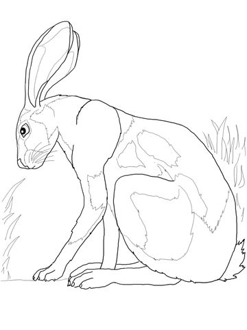 Desert Hare Coloring Pages Craft Deserts, Rabbit 360x480 Desert Hare Coloring Pages Craft Deserts, Rabbit