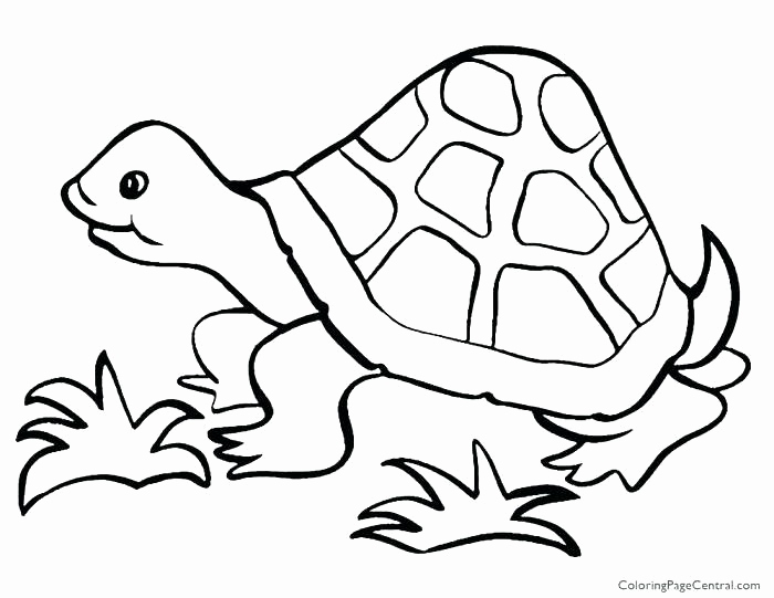 Tortoise And The Hare Coloring Page Gallery Hare Coloring Pages 700x541 Tortoise And The Hare Coloring Page Gallery Hare Coloring Pages