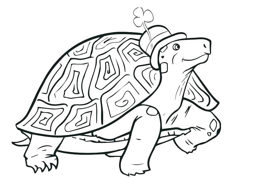 Tortoise Coloring Page 858x640 Tortoise Coloring Page