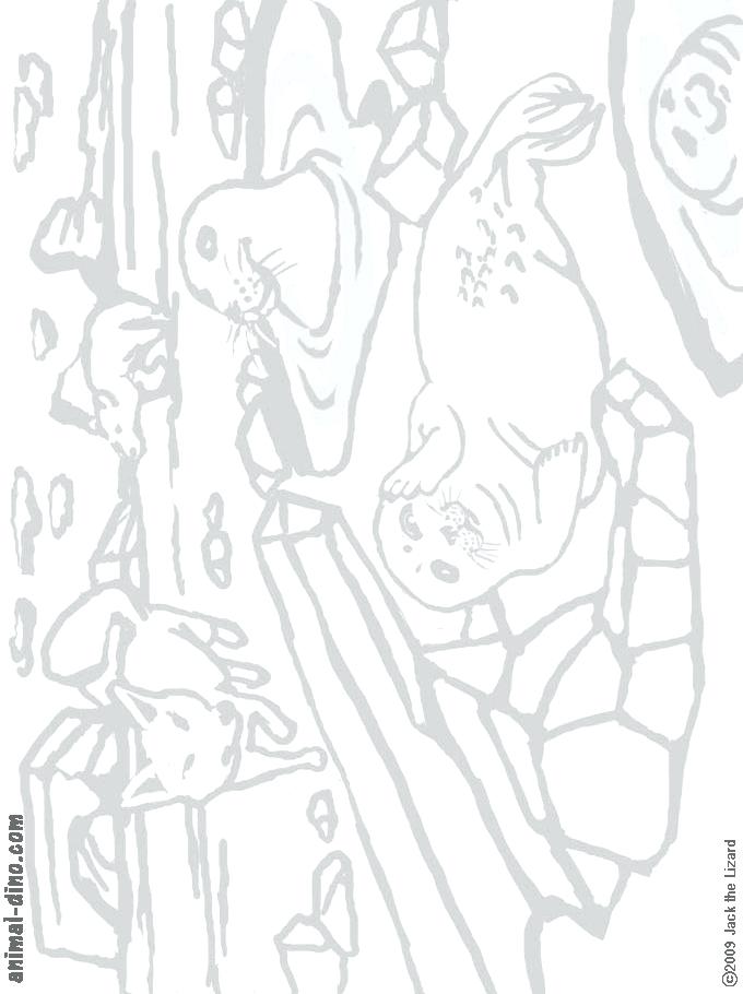 Harp Coloring Page Harp Seal Coloring Pages 680x910 Harp Coloring Page Harp Seal Coloring Pages