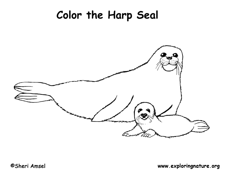 Seal (Harp) Coloring Page 792x612 Seal (Harp) Coloring Page
