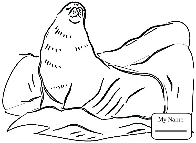 Seal Coloring Pages Baby Seal Coloring Pages Coloring Pages 765x560 Seal Coloring Pages Baby Seal Coloring Pages Coloring Pages