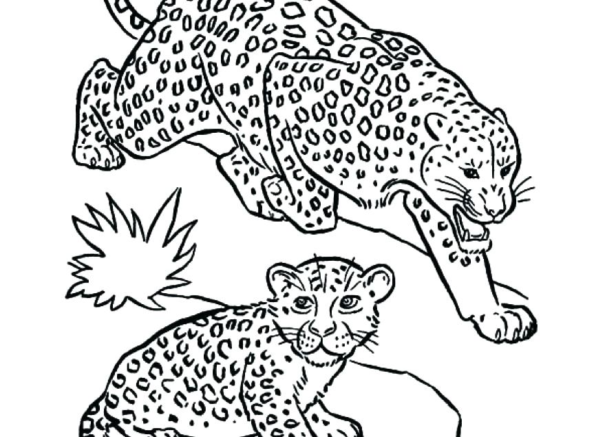Baby Seal Coloring Pages Leopard Coloring Pages Baby Snow Leopard 879x635 Baby Seal Coloring Pages Leopard Coloring Pages Baby Snow Leopard