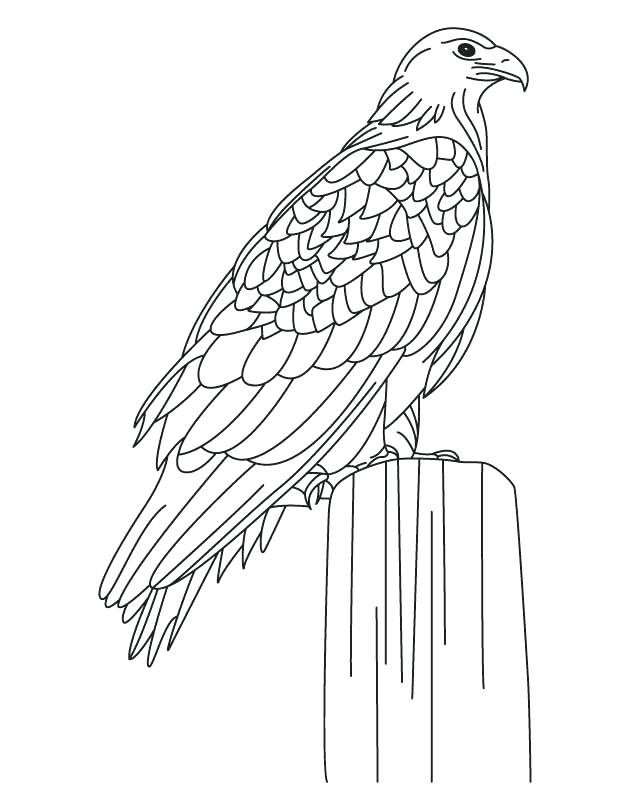 630x810 Harpy Eagle Coloring Page Golden Eagle Coloring Harpy Eagle