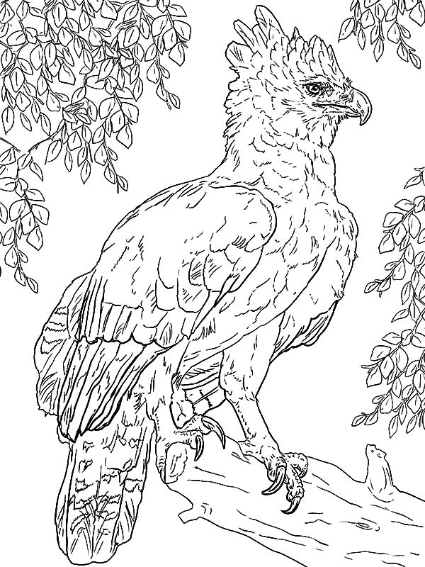 600x800 Harpy Eagle Coloring Page Harpy Eagle Harpy Eagle Perched On