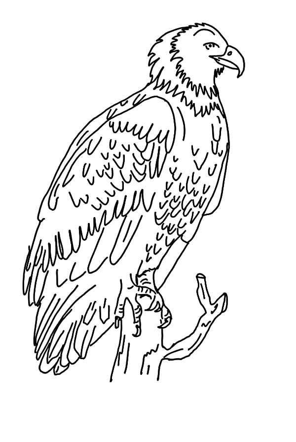 Harpy Eagle Coloring Page at GetColorings.com | Free printable ...
