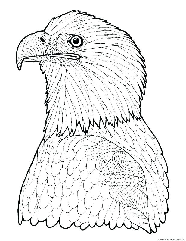 618x800 Bald Eagle Coloring Pages Harpy Eagle Coloring Page Bald Eagle