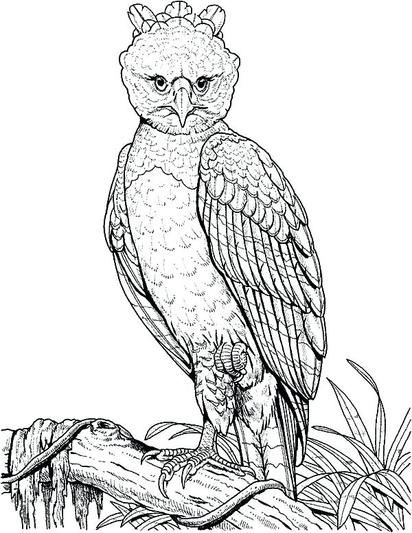600x776 Coloring Page Of An Eagle Harpy Eagle Perched On A Branch Coloring