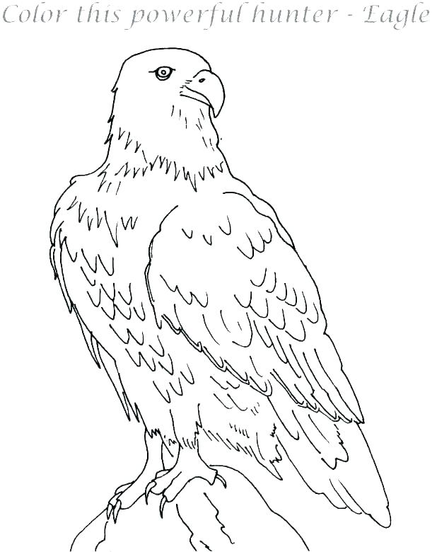 618x780 Coloring Pages Of Eagles Eagle Coloring Pages Harpy Eagle Coloring