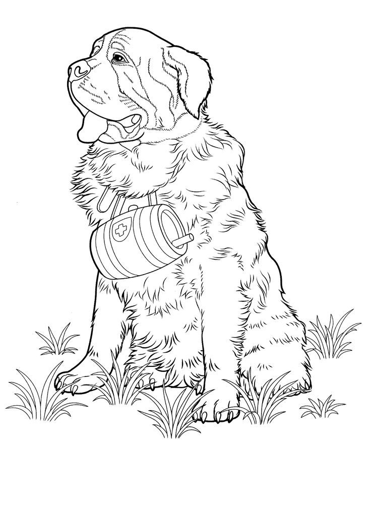 Havanese Coloring Pages