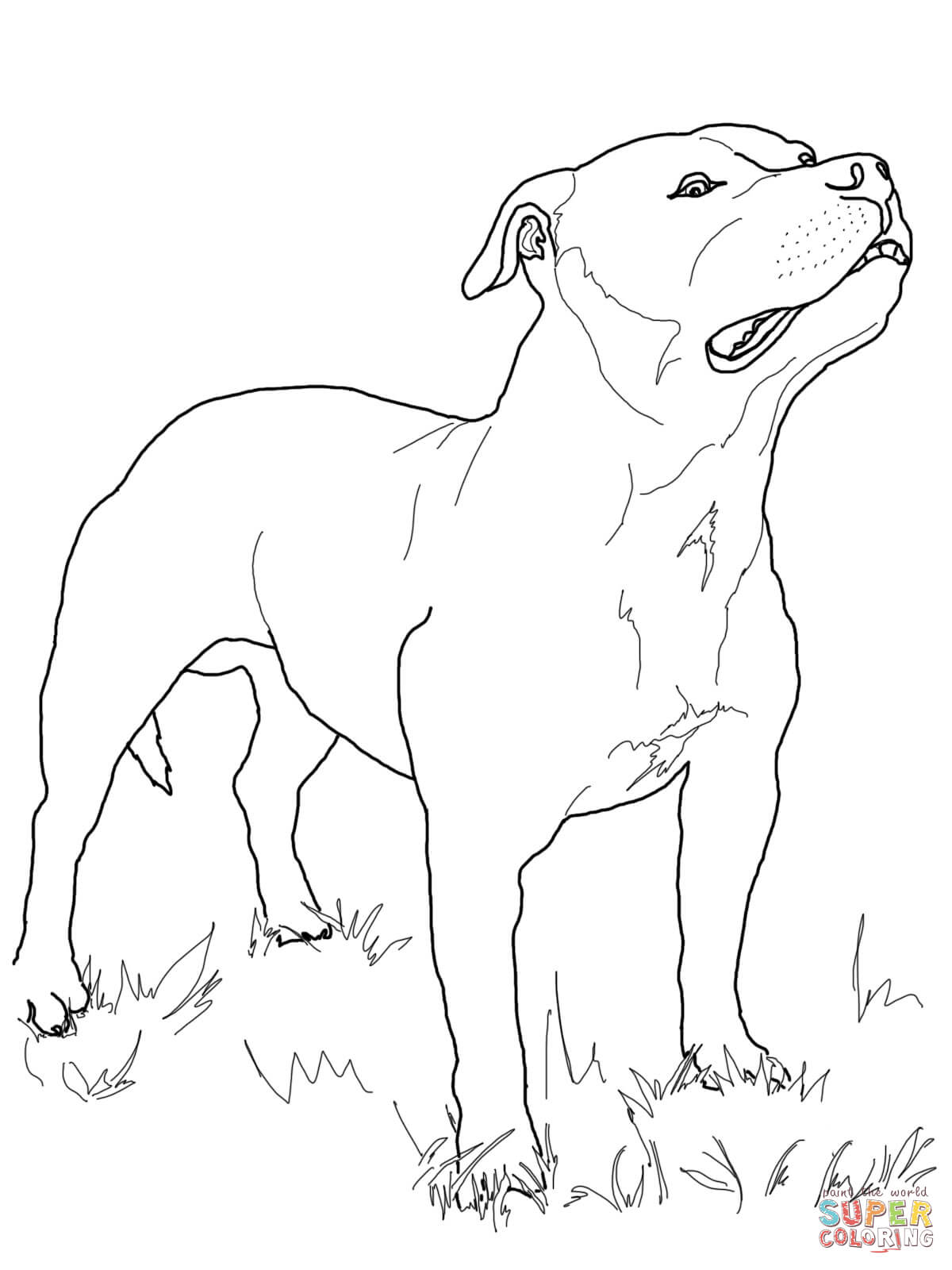 Coloring Free Printable Boston Terrier Coloring Pages As Well As 1200x1600 Coloring Free Printable Boston Terrier Coloring Pages As Well As