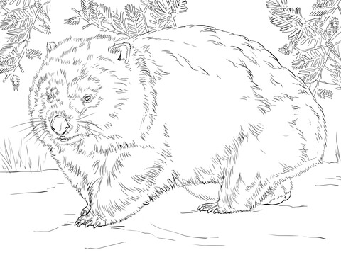 Wombat Coloring Pages 480x360 Wombat Coloring Pages