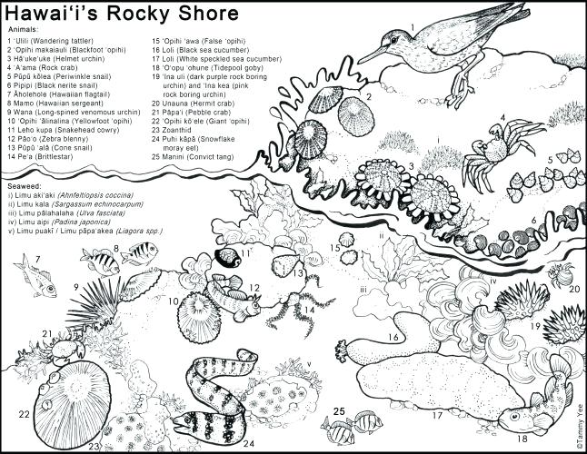 Hawaiian Coloring Pages This Is Coloring Pages Hawaiian Girl 646x500 Hawaiian Coloring Pages This Is Coloring Pages Hawaiian Girl