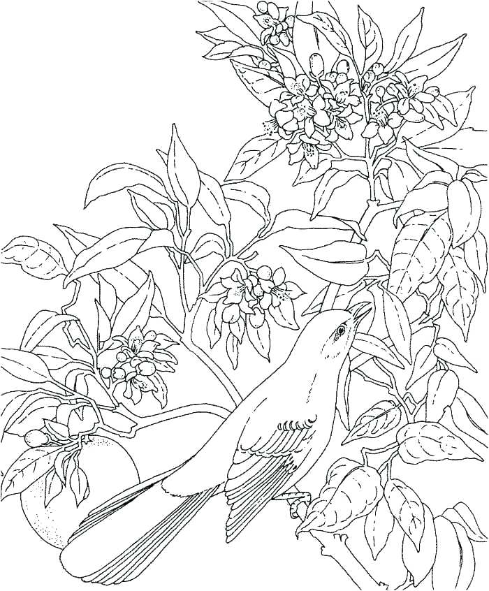 Hawaii Coloring Page Coloring Pages Awesome Coloring Pages 700x846 Hawaii Coloring Page Coloring Pages Awesome Coloring Pages