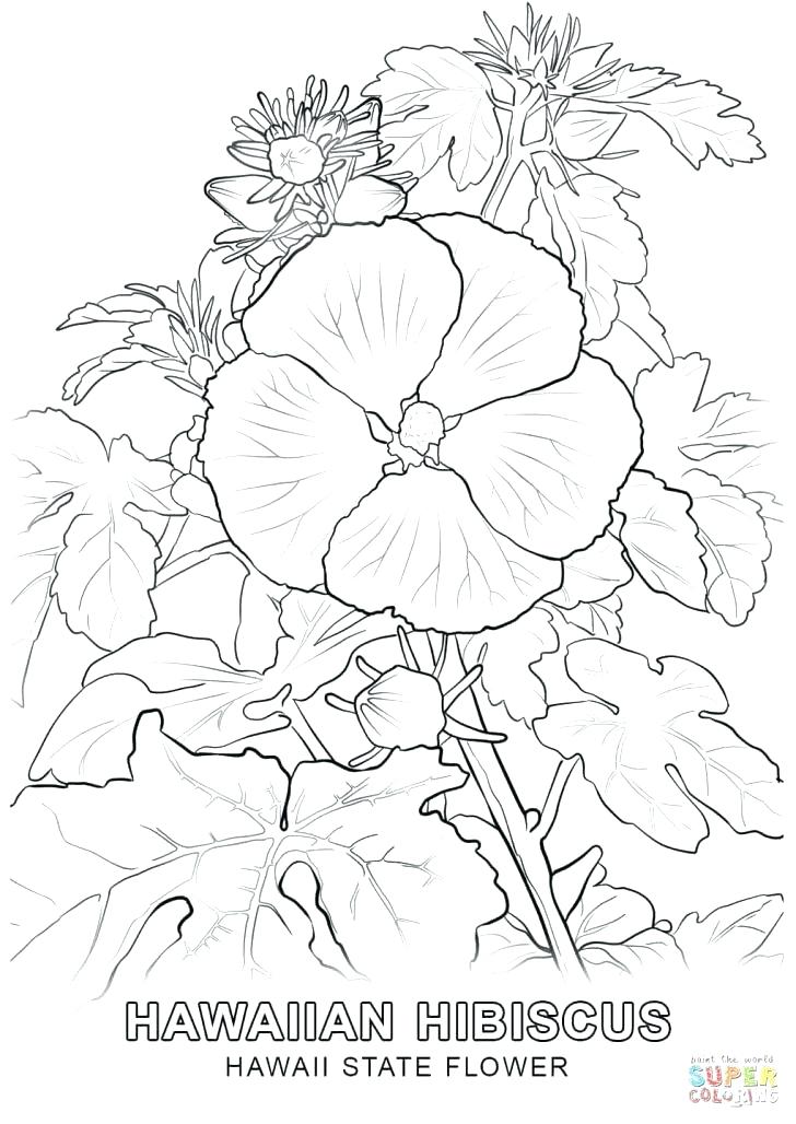 Flower Coloring Pages Coloring Pages Tropical Flower Flower 728x1028 Flower Coloring Pages Coloring Pages Tropical Flower Flower