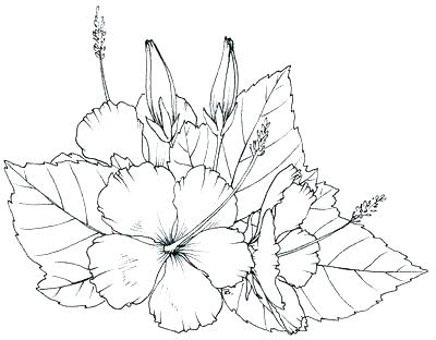 Hawaiian Flower Coloring Page Flower Coloring Pages Best Of Flower 400x312 Hawaiian Flower Coloring Page Flower Coloring Pages Best Of Flower