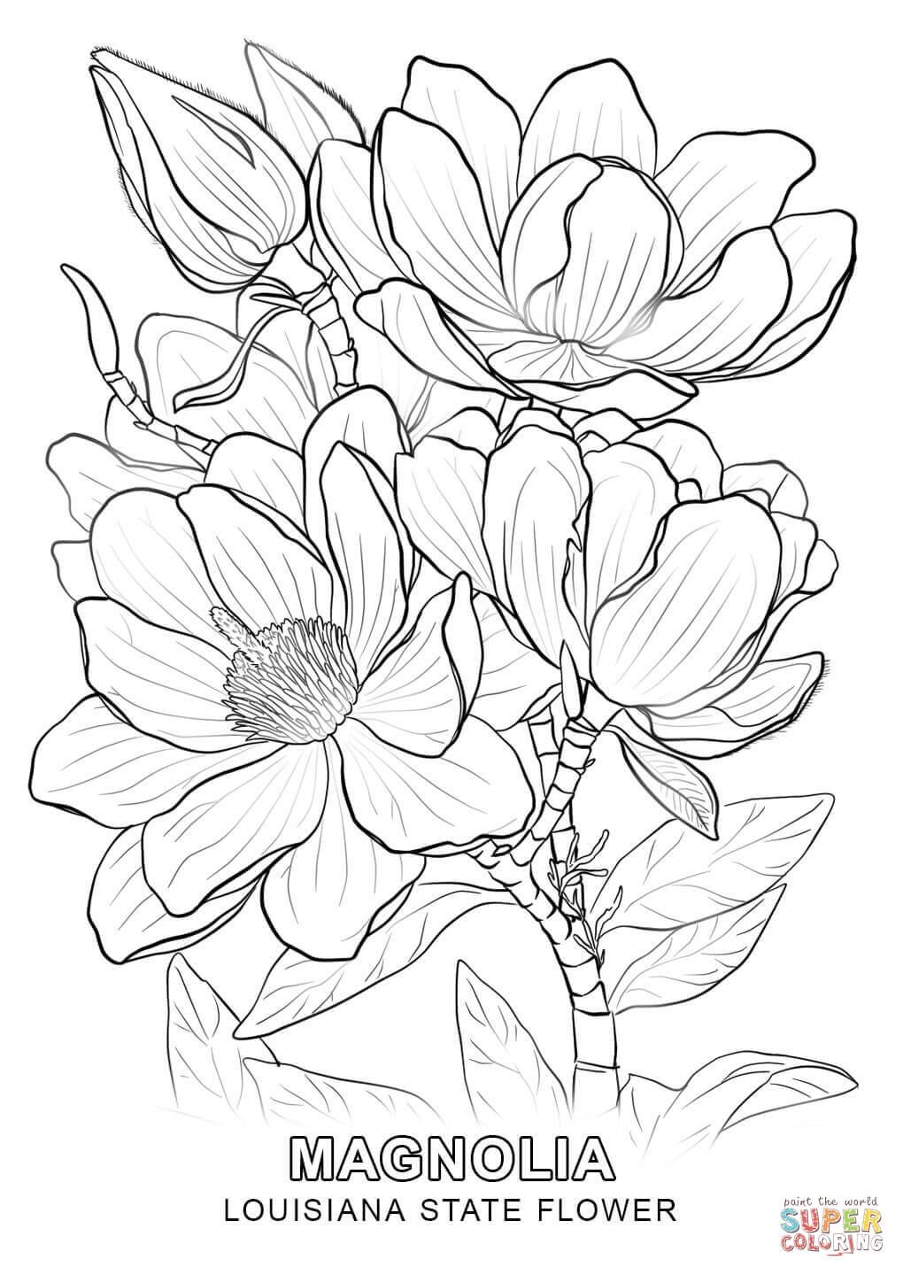 Louisiana State Flower Coloring Page New Coloring Sheets 1020x1440 Louisiana State Flower Coloring Page New Coloring Sheets