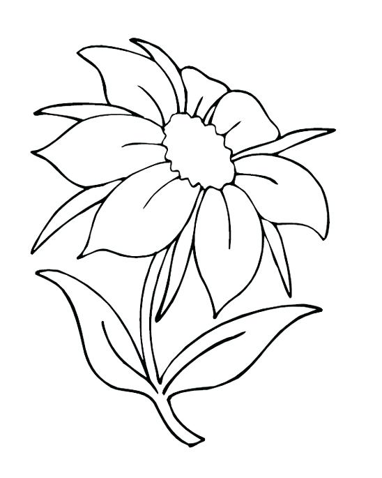 Pretty Flower Coloring Pages Free Printable Flowers Colouring 548x685 Pretty Flower Coloring Pages Free Printable Flowers Colouring