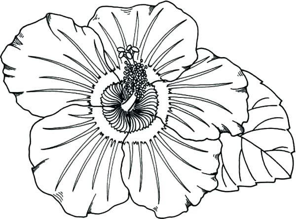 Hawaiian Flower Coloring Pages Printable at GetColorings.com | Free ...