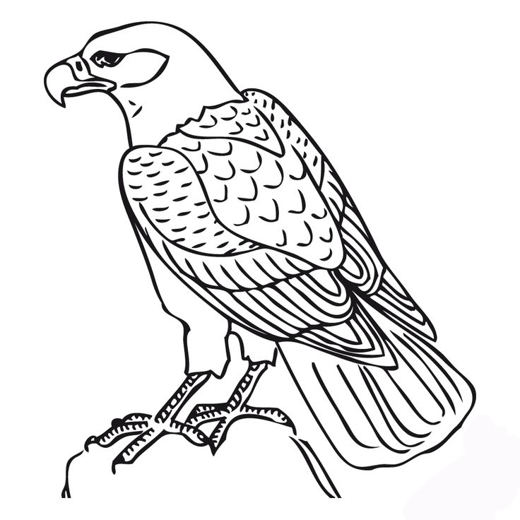 Hawk Coloring Pages