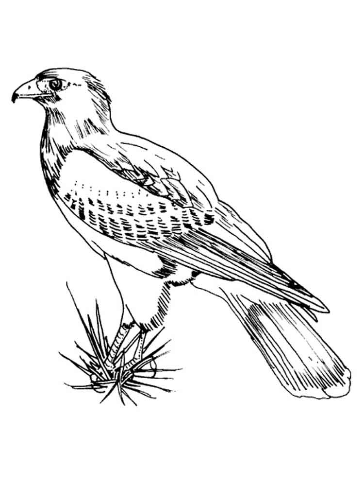 Hawk Coloring Pages Best Of Hawk Coloring Pages Download And Print 750x1000 Hawk Coloring Pages Best Of Hawk Coloring Pages Download And Print