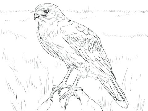 Hawk Coloring Pages Hawk Coloring Page Easy Hawkeye Coloring Pages 480x360 Hawk Coloring Pages Hawk Coloring Page Easy Hawkeye Coloring Pages