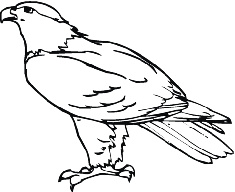 20 Hawk Coloring Pages Images Free Coloring Pages 480x393 20 Hawk Coloring Pages Images Free Coloring Pages