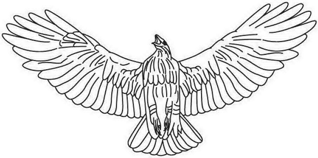 Hawk Coloring Pages Unique Animal Hawk Coloring Pages Free 1048x521 Hawk Coloring Pages Unique Animal Hawk Coloring Pages Free