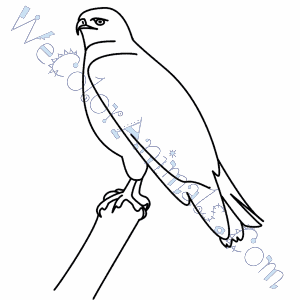 Hawk Coloring Pages 300x300 Hawk Coloring Pages