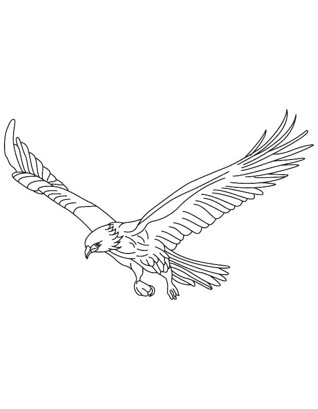 Red Tailed Hawk Coloring Page Birds Of Prey Coloring Pages 630x810 Red Tailed Hawk Coloring Page Birds Of Prey Coloring Pages