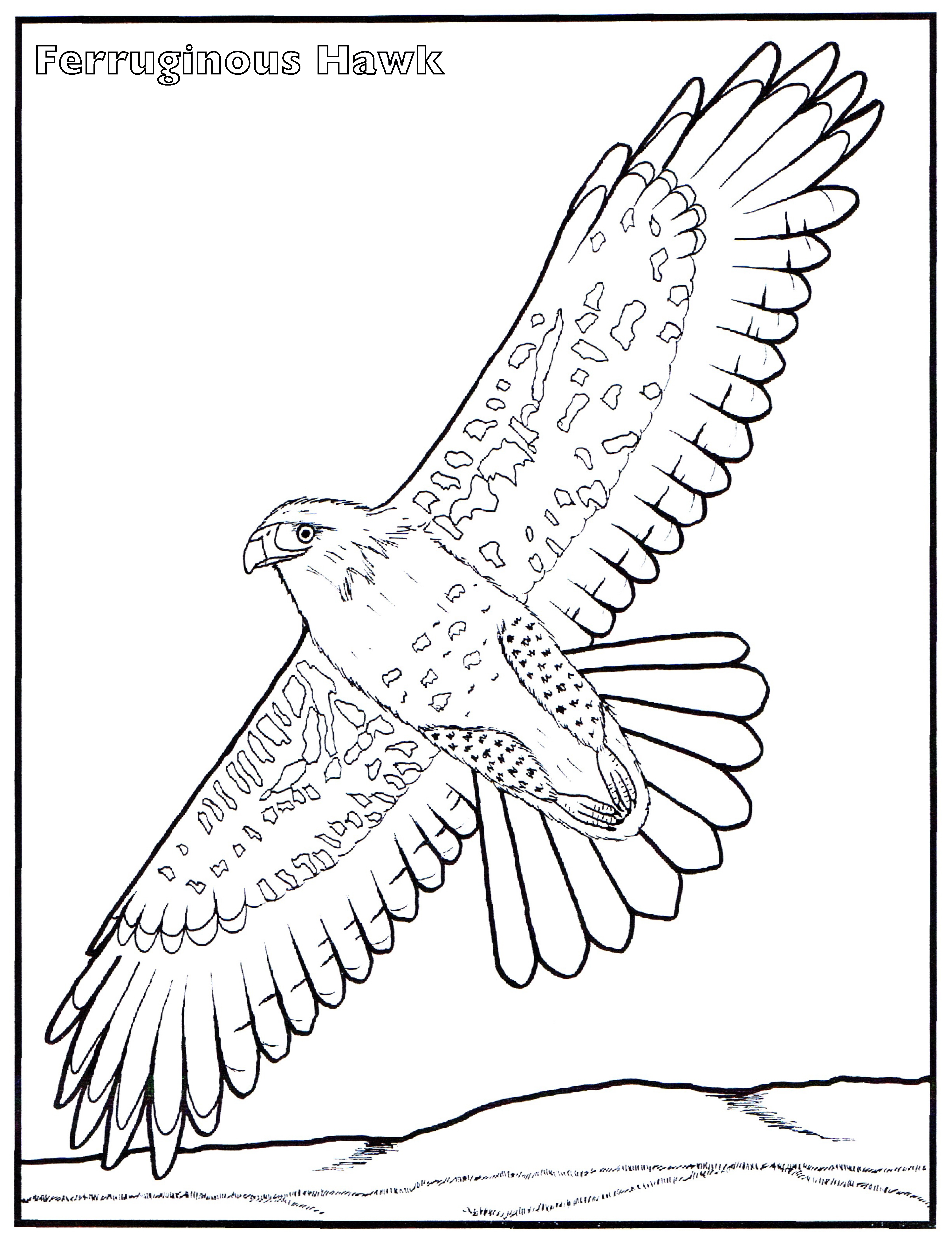 20 Hawk Coloring Pages Images Free Coloring Pages 4899x6399 20 Hawk Coloring Pages Images Free Coloring Pages
