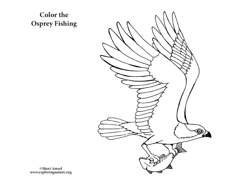 Red Tailed Hawk Coloring Page Creative Decoration The Big Red Dog 792x612 Red Tailed Hawk Coloring Page Creative Decoration The Big Red Dog