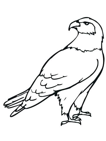 Coloring Pages For Birds Hawk Coloring Pages Click To See 360x480 Coloring Pages For Birds Hawk Coloring Pages Click To See