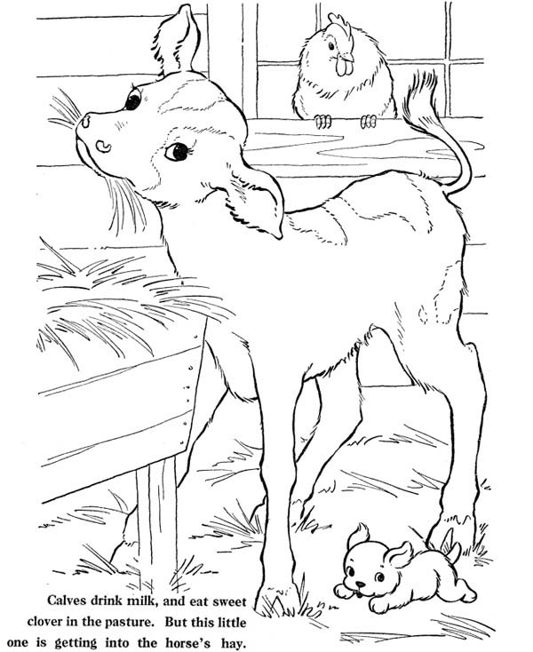 600x734 Calves Drink Milk And Eat Sweet Clover In The Farm Coloring Page