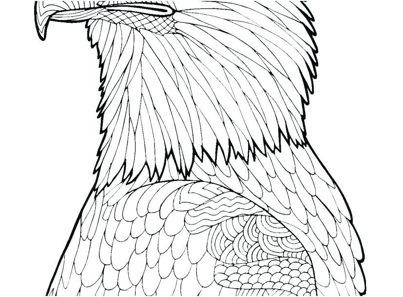 827x609 Bald Eagle Coloring Pages Bald Eagle Coloring Page Portraits Bald