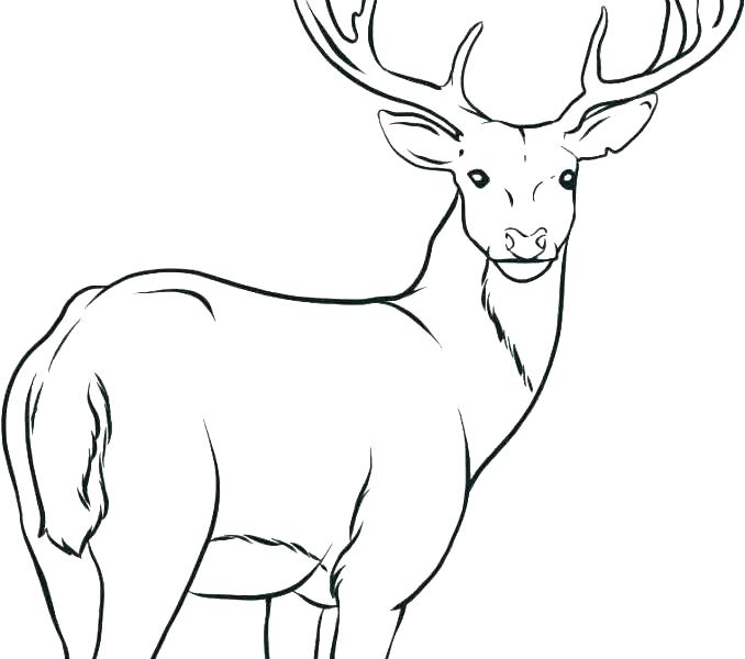 678x600 Deer Head Coloring Pages Devon Creamteas