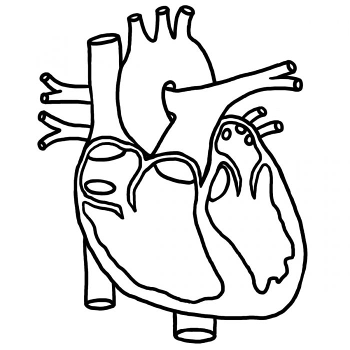 700x700 Human Heart Coloring Pictures For Kids Health Pictures Of Anatomy