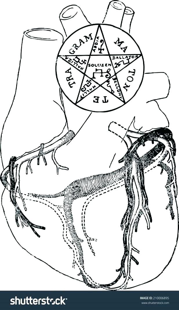 618x1067 Heartatomy Coloring Pages Humanatomy Coloring Book Plus