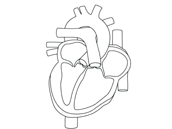 600x450 How To Draw A Human Or Human Anatomy Coloring Pages Heart Anatomy