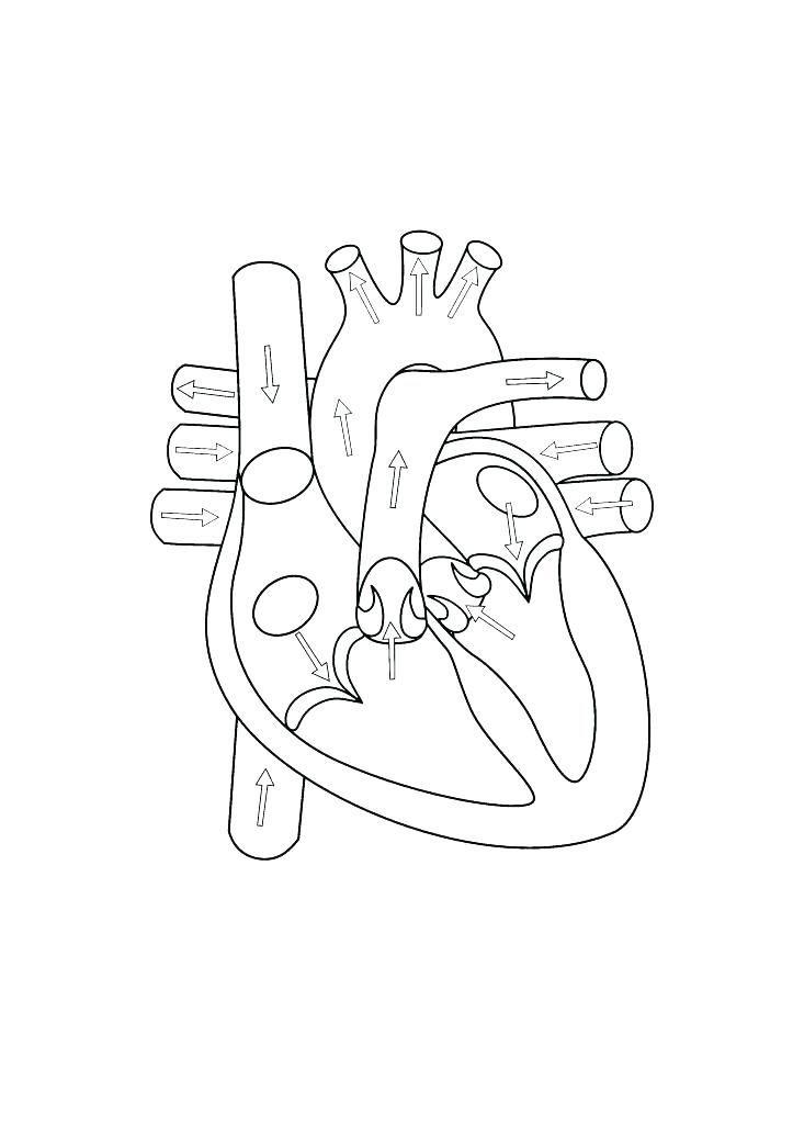 723x1024 Anatomy Coloring Pages Heart Human Coloring Page Heart Anatomy