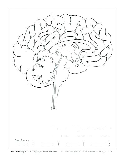 400x516 Human Heart Coloring Pages Heart Anatomy Coloring Pages Here Are