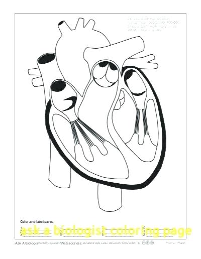 Ask A Biologist Coloring Page Key With Human Heart Pages 400x516 Ask A Biologist Coloring Page Key With Human Heart Pages