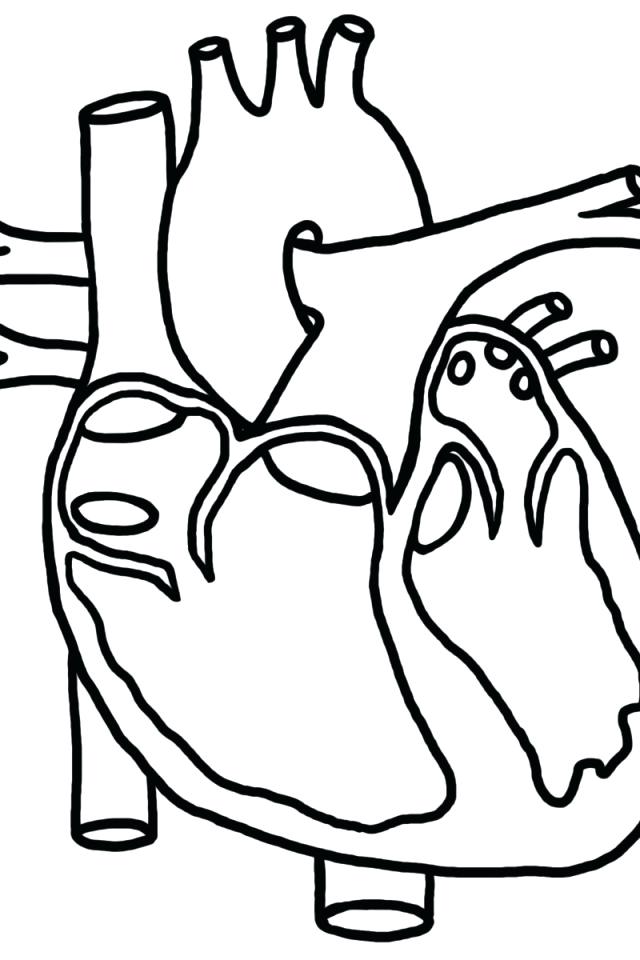 640x960 Human Heart Coloring Pages Heart Color Page Human Heart Coloring