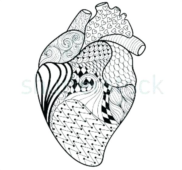 Human Heart Colouring Pages Printable Coloring Heart Anatomy 600x562 Human Heart Colouring Pages Printable Coloring Heart Anatomy
