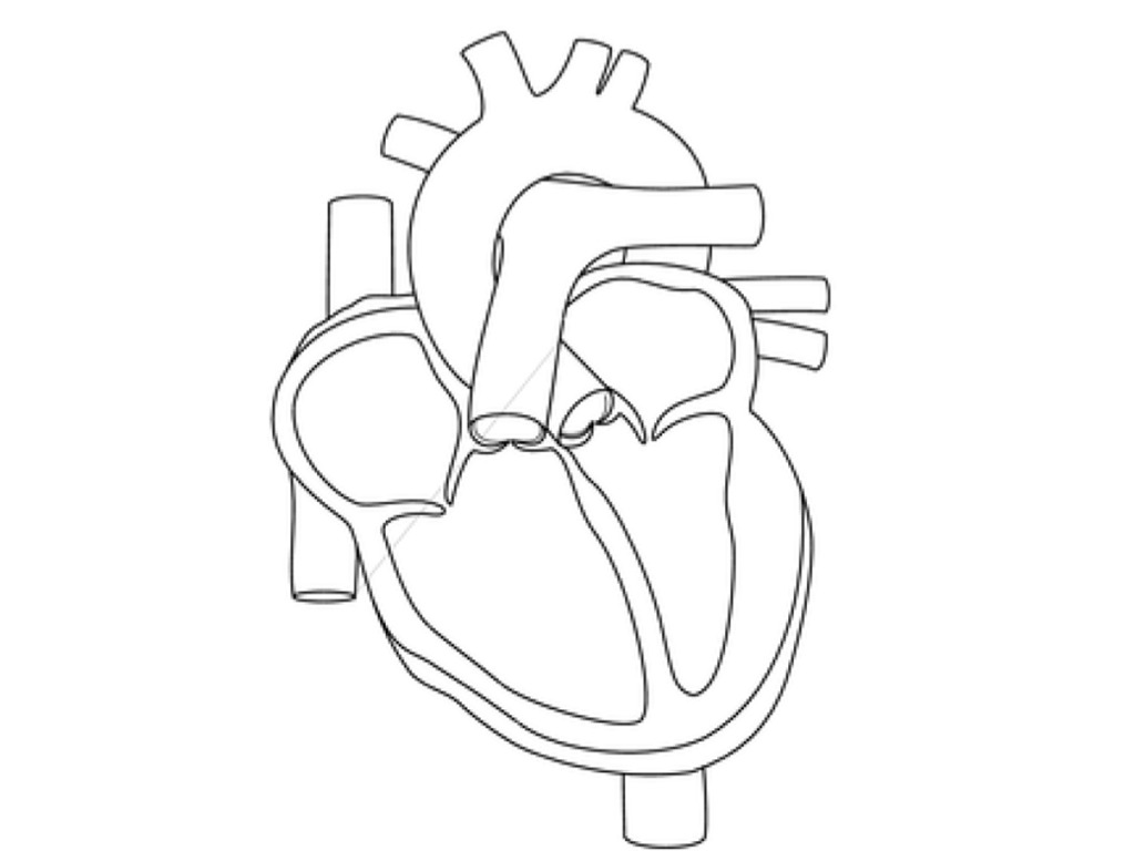 1024x768 Human Heart Coloring Page Free Printable Pages Throughout
