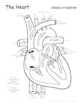 Heart Diagram Coloring Page