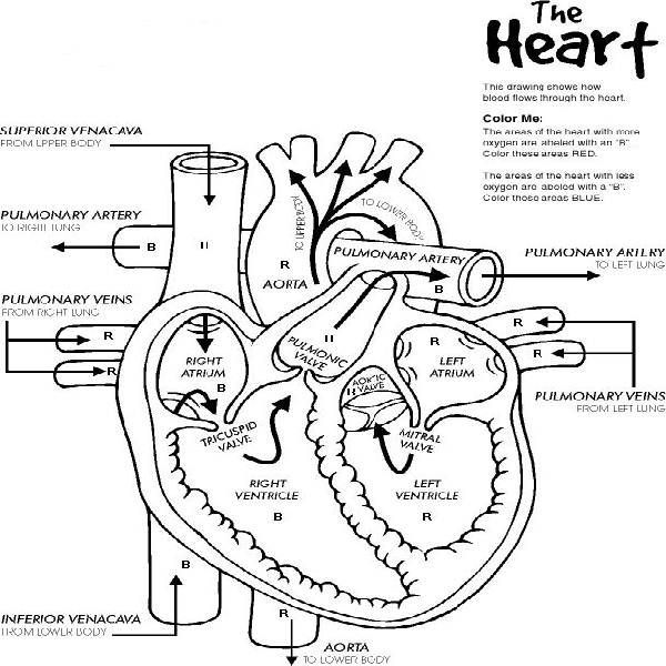 600x600 Heart Anatomy Printable Coloring Pages Body Systems