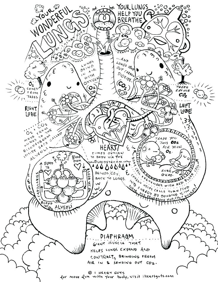 736x952 Anatomy And Physiology Coloring Pages